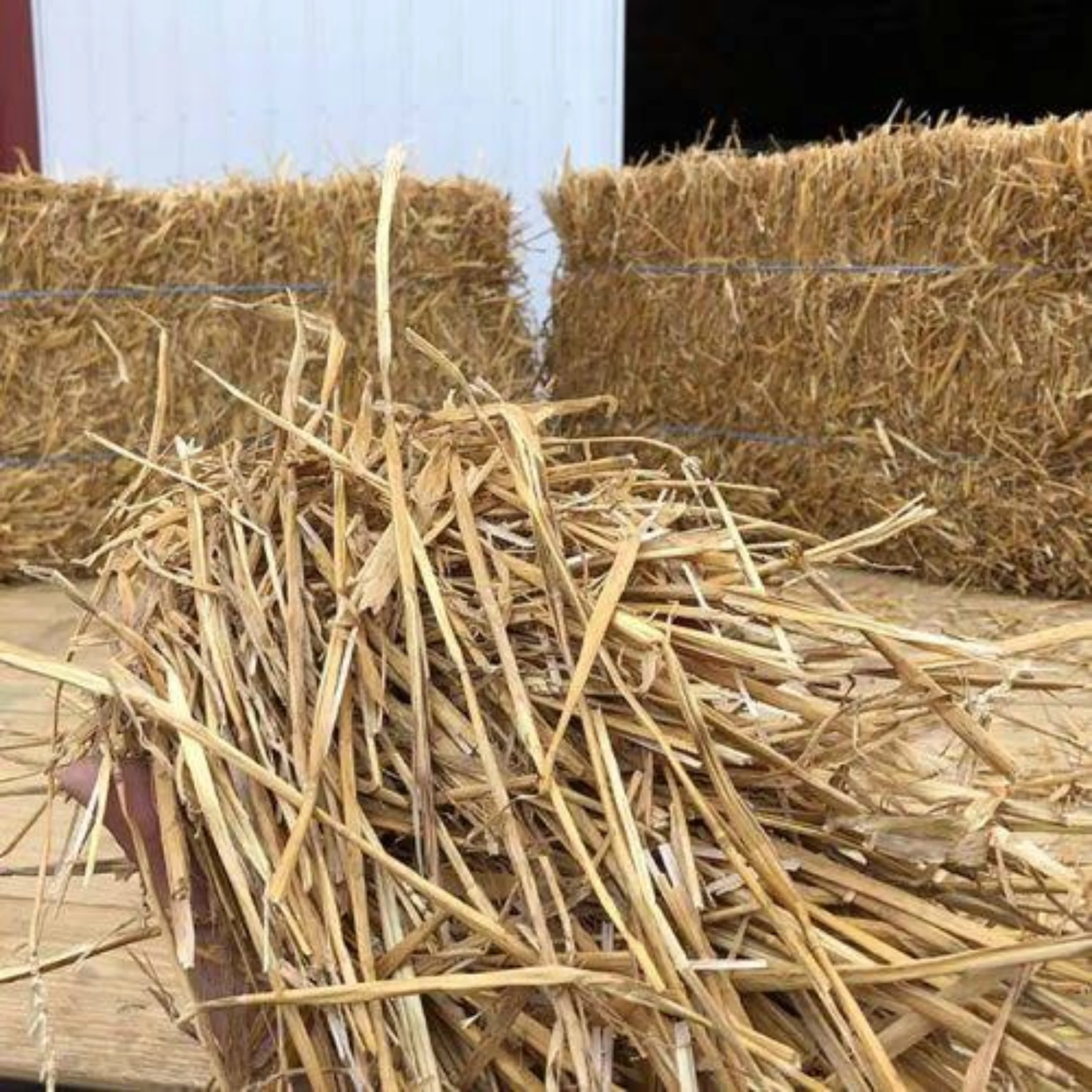 Sugarcane Bagasse