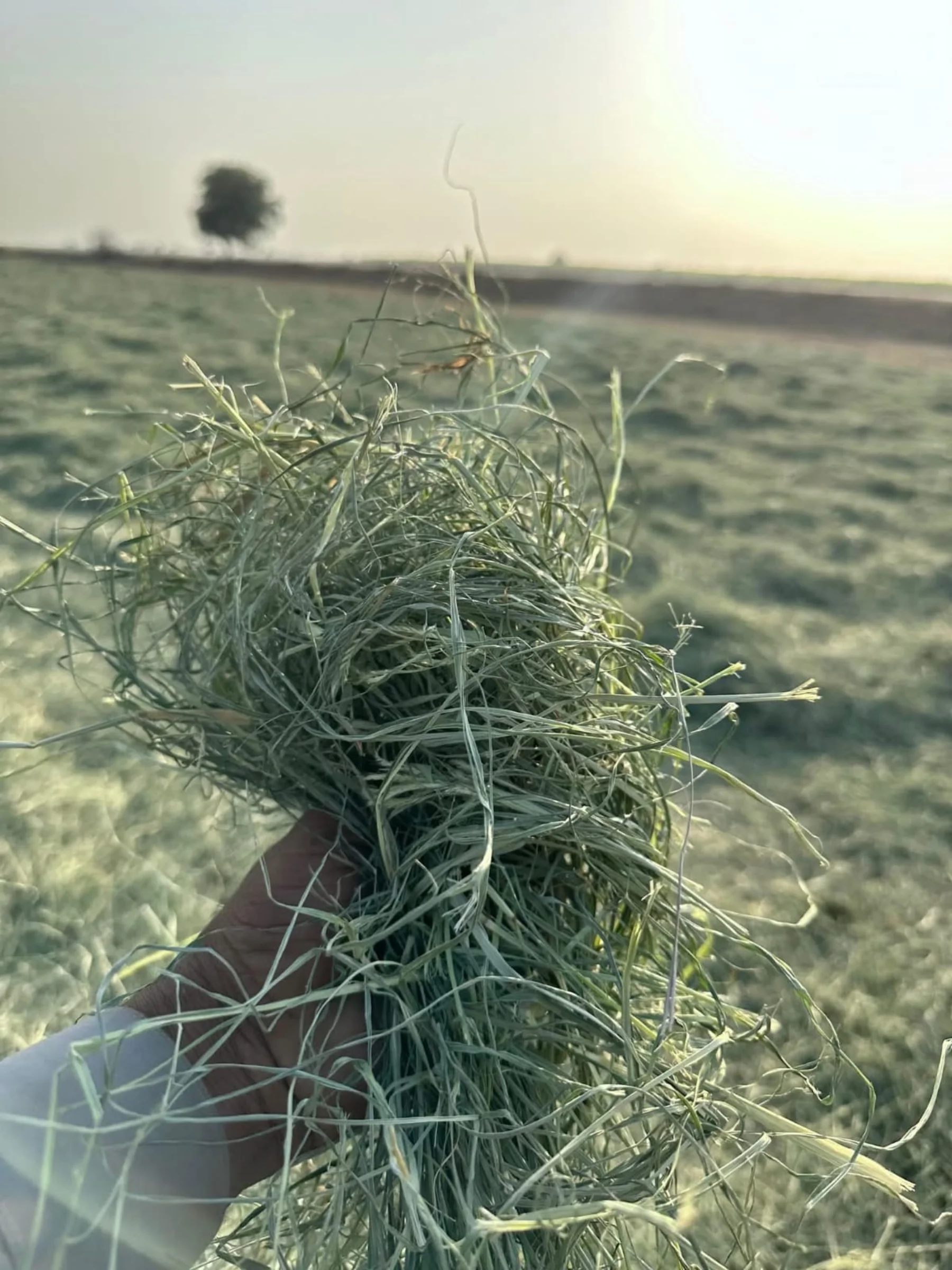 Rhode Grass